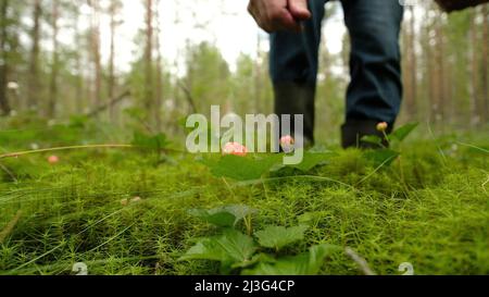 Mann, der im Waldsumpf Nebelbeere aus dem Busch sammelt. Stockfoto