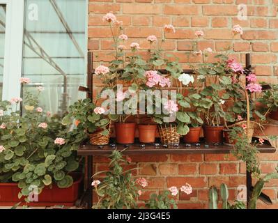 Rote und rosafarbene Rosen in Blumentöpfen auf dem Balkon des Wassers mit Weinstöcken. Korn-Effekt Stockfoto