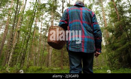 Pilzsammler sammeln Pilze im Wald während des Sommertages. Blick von hinten Stockfoto