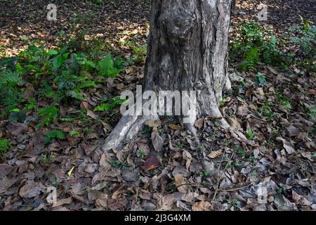 Wurzeln eines alten und großen Baumes im Himalaya-Wald Stockfoto