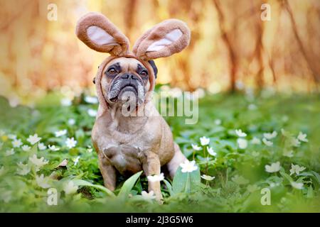 Ostern Französisch Bulldogge Hund mit Kaninchen Kostüm Ohren sitzen zwischen Frühlingsblumen Stockfoto