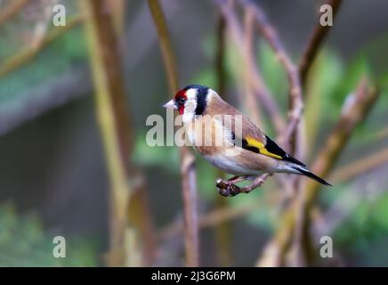 Eurasischer Goldfink Carduelis carduelis im Vereinigten Königreich Stockfoto