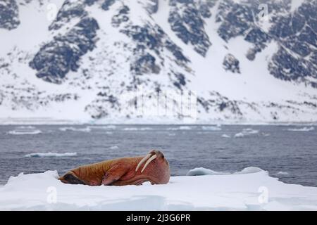 Walrus, Odobenus rosmarus, ragen aus blauem Wasser auf weißem Eis mit Schnee, Svalbard, Norwegen. Winterlandschaft mit großen Tieren. Verschneite arktische Landschaft Stockfoto