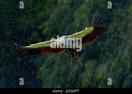 Grau gekrönte Kranichfliege, Balearica regulorum, mit dunklem Hintergrund. Vogelkopf mit goldenem Wappen in schönem Abendlicht. Sonnenuntergang in der Natur. Wildlif Stockfoto