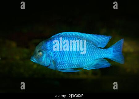 Copadichromis borleyi, endemischer Cichlidfisch aus dem Malawisee in Ostafrika. Blauer Fisch im Wasser. Fischzucht Hobby Fischart. Dunkles Wasser mit Anim Stockfoto