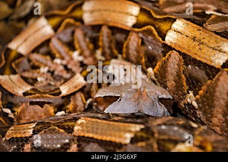 Die Gabun-Viper, Bitis gabonica, Kongo, Afrika. Die längsten Schlangen der Welt, Blick auf die Natur. Python im Naturlebensraum, Indien, Thailand. Schlange von for Stockfoto