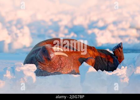 Walrus, Odobenus rosmarus, ragen aus blauem Wasser auf weißem Eis mit Schnee, Svalbard, Norwegen. Winterlandschaft mit großen Tieren. Verschneite arktische Landschaft Stockfoto