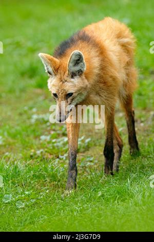 Mähne Wolf, Chrysocyon brachyurus, größter Kanus Südamerikas. Wilder Hund im Naturlebensraum. Wolf im grünen Gras, Argentona. Stockfoto