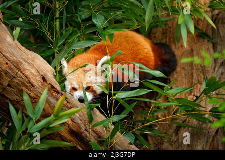 Panda aus der Natur. Schöner roter Panda, der auf dem Baum mit grünen Blättern liegt. Roter Pandabär, Ailurus fulgens, Lebensraum. Detail Gesicht Porträt, Tier fro Stockfoto