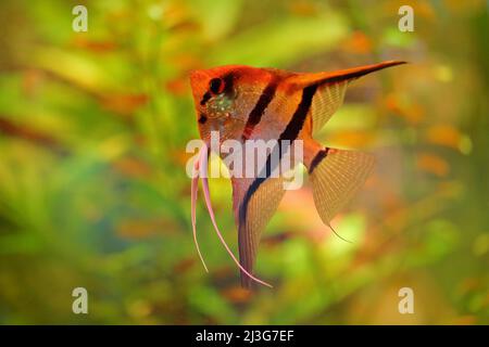 Pterophyllum scalare Angelfisch, naturgrüner Lebensraum. Orange und rosa Fische im Flusswasser. Wasservegetation mit Angelfischen. Stockfoto