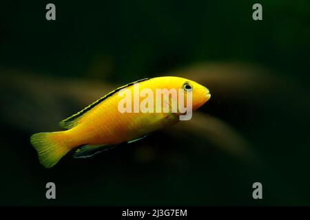 Exotische afrikanische Cichliden aulonacara baenschi, naturgrüner Lebensraum. Gelber Fisch im Flusswasser. Wasservegetation mit Cichlid. Grünes Wasser Gras mit Stockfoto