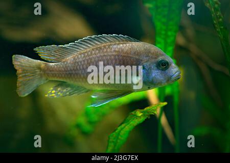 Grünes Wassergras mit orangefarbenen schönen orangefarbenen Fischen. Zebra mbuna, Maylandia Zebra, naturgrüner Lebensraum. Orange und rosa Fische im Flusswasser. Wasser ve Stockfoto