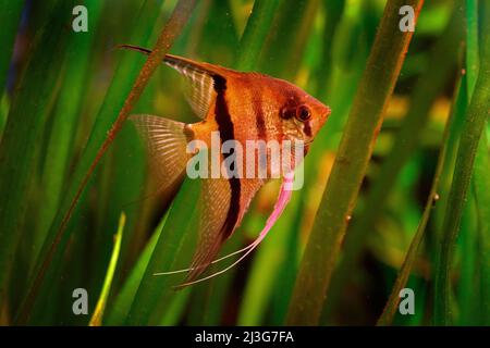 Grünes Wassergras mit orangefarbenen schönen orangefarbenen Fischen. Pterophyllum scalare Angelfisch, naturgrüner Lebensraum. Orange und rosa Fische im Flusswasser. Wasser Stockfoto