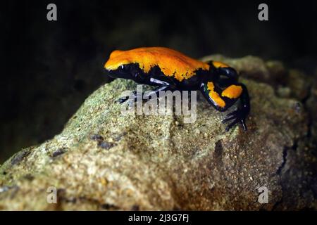 Spritzgepufferter Giftfrosch, Adelphobates Galactonotus, orangefarbener Giftfrosch, tropischer Dschungel. Kleiner Amazonas-Frosch, Lebensraum der Natur. Wildtierszene, Braz Stockfoto