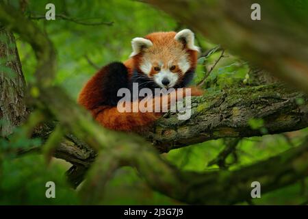 Roter Panda, der auf dem Baum mit grünen Blättern liegt. Niedlicher Pandabär im Waldlebensraum. Wildtierszene in der Natur, Chengdu, Sichuan, China. Baumverzweigung mit Stockfoto