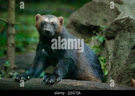 Detail Porträt von wildem Vielfraß. Gesichtsporträt von Vielfraß. Laufen hartnäckige Wolverine in Finnland tajga. Gefahr Tier im Wald. Raptor in Th Stockfoto