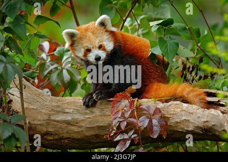 Schöner roter Panda, der auf dem Baum mit grünen Blättern liegt. Roter Pandabär, Ailurus fulgens, Lebensraum. Detail Gesicht Porträt, Tier aus China. Wildtiere s Stockfoto