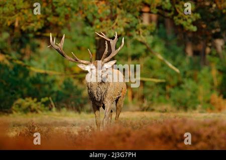 Rotwild, Brunftzeit, Niederlande. Hirsch, bellow majestätischen mächtigen erwachsenen Tier außerhalb Holz, große Tier im Wald Lebensraum, Wildlife Szene, n Stockfoto