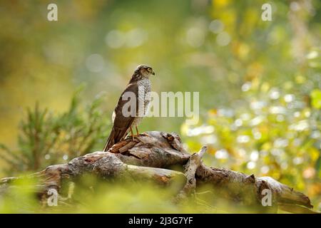 Kunstansicht der Natur. Schöner Wald mit Vogel. Greifvögel Eurasischer Sparrowhawk, Accipiter nisus, sitzend auf Baumstumpf. Hawk in regnerischen Tag mit Vorabend Stockfoto