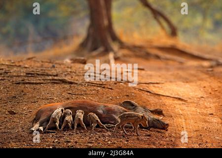 Wildtiere Schwein Szene, Natur. Wildes Schweinchen mit Schwein. Familie Der Schweine, Indisches Wildschwein, Ranthambore-Nationalpark, Indien, Asien. Große Familie auf Schotterstraße in Stockfoto