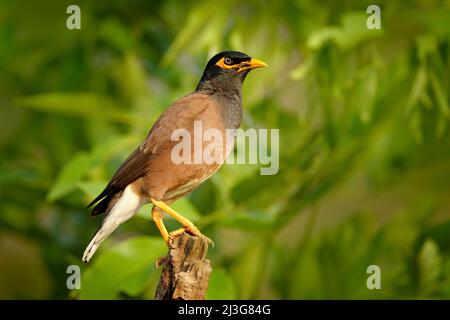 Myna, Acridotheres tristis, im Ranthambore National Park. Tier im natürlichen Lebensraum, Asien. Vogel, der auf dem Ast sitzt. Waldhintergrund löschen. Stockfoto