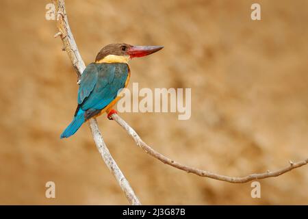 Storchschnabel-Eisvögel, Pelargopsis capensis, sitzt auf dem Baumstamm im Fluss. Wildtierszene aus der Natur, Ranthambore, Indien, Asien. Blauer Vogel mit Stockfoto