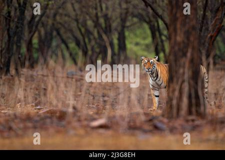 Tiger beim Wandern im alten trockenen Wald. Indischer Tiger mit erstem Regen, wildgefährdete Tiere im Naturlebensraum, Ranthambore, Indien. Große Katze, gefährdete Anima Stockfoto
