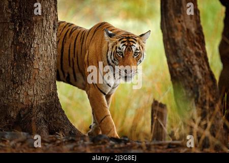 Tiger beim Wandern im alten trockenen Wald. Indischer Tiger mit erstem Regen, wildgefährdete Tiere im Naturlebensraum, Ranthambore, Indien. Große Katze, gefährdete Anima Stockfoto