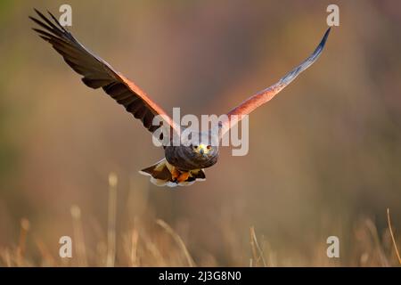 Harris Hawk, Parabuteo unicinctus, Landung. Tierwelt Tierszene aus der Natur. Vogel, Gesichtsflug. Fliegender Greifvogel. Wildlife-Szene aus Mexiko natu Stockfoto
