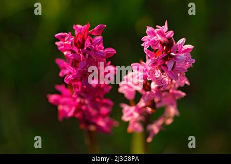 Breitblättrige Marschorchidee, Dactylorhiza majalis, blühende europäische terrestrische Wildorchidee, Lebensraum in der Natur. Schönes Detail der Blüte, Tschechisch. Natur Stockfoto