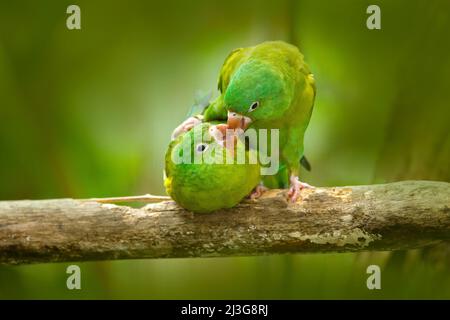 Papageienliebe. Gelbgekrönter Amazonas, Amazona ochrocephala auropalliata, Paar grüner Papagei, sitzt auf dem Ast, Balz Liebeszeremonie, Costa Ric Stockfoto