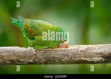 Gelber Amazonas, Amazona ochrocephala auropalliata, grüner Papagei, auf dem Ast sitzend, Costa Rica. Vogel auf dem Ast. Stockfoto