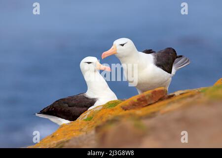 Vogelpaar Schwarzbrauen-Albratros. Wunderschöner Seevogel auf einer Klippe. Albatross mit dunkelblauem Wasser im Hintergrund, Falkland Island. Albatros Stockfoto