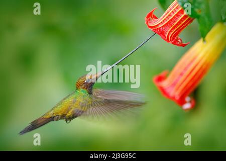 Ensifera ensifera, ein Kolibri mit Schwertschnur, fliegt neben einer wunderschönen Orangenblüte, einem Vogel mit dem längsten Schnabel, in einem natürlichen Waldlebensraum in Ecuador. Wildtiere s Stockfoto