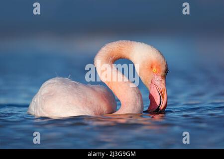 Großer Flamingo, Phoenicopterus ruber, schöner rosa großer Vogel im dunkelblauen Wasser, mit Abendsonne, Wassertropfen auf dem Kopf, Tier in der Natur Stockfoto