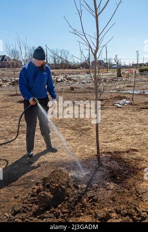 Mayfield, Kentucky - Studenten der Asbury University Pflanzen Bäume im Anderson Park. Die im Park vorhandenen Bäume wurden im Dezember zerstört Stockfoto