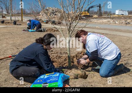 Mayfield, Kentucky - Studenten der Asbury University Pflanzen Bäume im Anderson Park. Die im Park vorhandenen Bäume wurden im Dezember zerstört Stockfoto