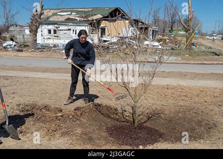 Mayfield, Kentucky - Studenten der Asbury University Pflanzen Bäume im Anderson Park. Die im Park vorhandenen Bäume wurden im Dezember zerstört Stockfoto