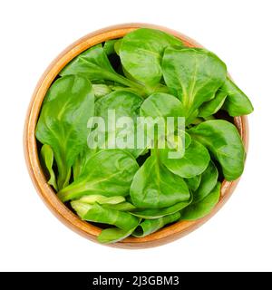 Frischer Salat aus Lämmern, in einer Holzschüssel. Valerianella locusta, auch bekannt als gemeinsamer Cornsalat, Nusssalat oder Feldsalat. Wächst als kleine Rosetten. Stockfoto
