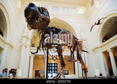 Im Field Museum in Chicago wird die vollständigste T Rex ausgestellt, die jemals entdeckt wurde Stockfoto