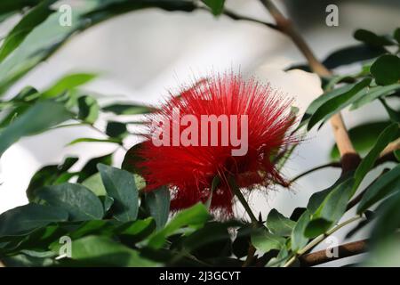 Rote Flaschenbürste (Callistemon) Blume Nahaufnahme mit grünen Blättern auf einem verschwommenen Hintergrund Stockfoto