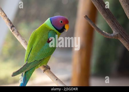 Ein Zwetschgensittich (Psittacula cyanocephala) thronte in der Nähe auf dem indischen Subkontinent Stockfoto