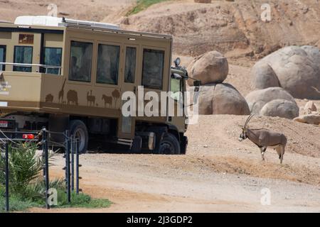 'Al Ain, Abu Dhabi, Vereinigte Arabische Emirate - 3.28.2022: Al Ain Zoo Safari Auto fährt durch die Wüste und schaut auf afrikanische Tiere' Stockfoto