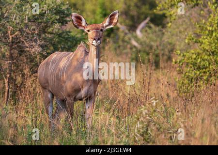 Kudu-Weibchen im dichten Busch, Krüger-Nationalpark, Südafrika Stockfoto