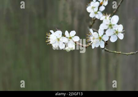 Blühende Aprikosenblüten auf Baum im Frühlingshintergrund Stockfoto