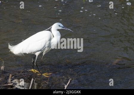 Kleiner Silberreiher (Egretta garzetta) im Frühling reinweißes Gefieder Kopffedern langer Hals Dolch wie schwarzer Spitzschnabel lange schwarze Beine gelbe Füße Stockfoto