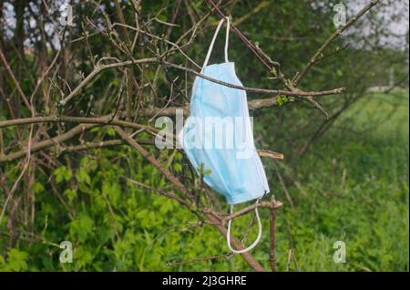 Weggeworfene chirurgische Gesichtsmask, die in Buschzweigen gefangen ist Stockfoto