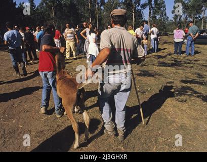 Halten eines jungen Pferdes, das während der Rapa das bestas (Scherung der Bestien) in San Cibrao, Gondomar, Galicien, Spanien, gefangen wurde Stockfoto