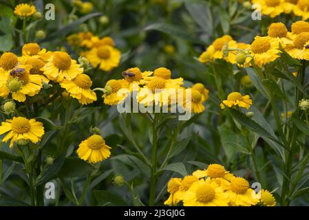 Helenium Kanaria Stockfoto