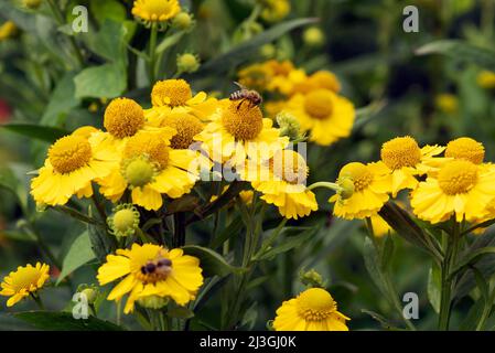 Helenium Kanaria Stockfoto